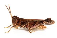 Austroicetes pusilla