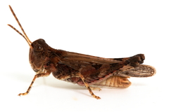 Austroicetes pusilla