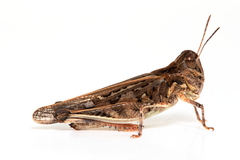 Austroicetes pusilla