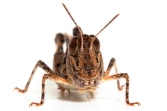 Austroicetes pusilla