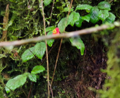 Pachycaulos nummularia