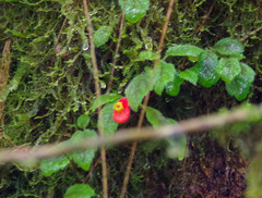 Pachycaulos nummularia