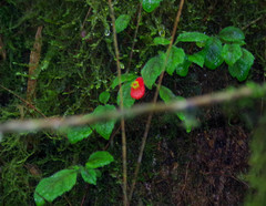 Pachycaulos nummularia