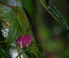 Elleanthus capitatus