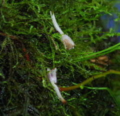 Elleanthus capitatus