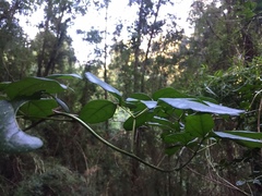 Lardizabala biternata