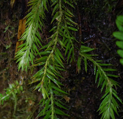 Phlegmariurus linifolius