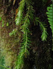 Phlegmariurus linifolius