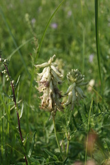 Astragalus uliginosus