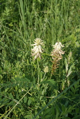 Astragalus uliginosus