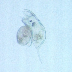 Keratella crassa