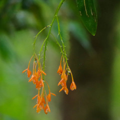 Epidendrum spathatum