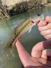 Micropterus coosae