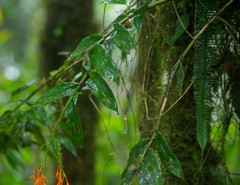 Epidendrum spathatum