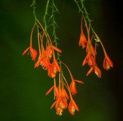 Epidendrum spathatum