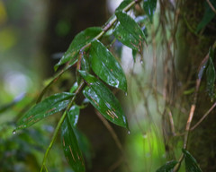 Epidendrum spathatum