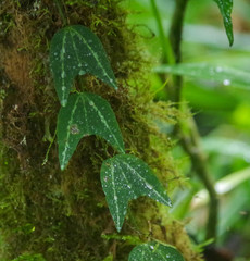 Passiflora chelidonea