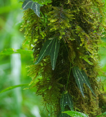 Passiflora chelidonea