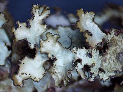 Tuckermanopsis americana