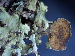 Tuckermanopsis americana