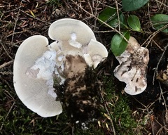 Phellodon violascens