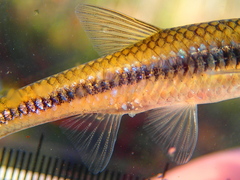 Notropis heterolepis