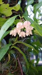 Hoya campanulata