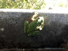 Hyla plicata