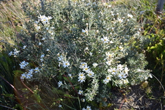 Chiliotrichum diffusum