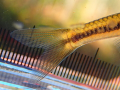 Notropis heterolepis