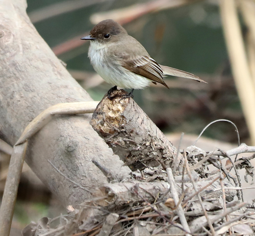 Eastern Phoebe, photo 7 of 10
