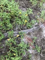 Melinis repens image