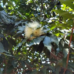 Syzygium jambos