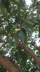 Syzygium jambos