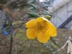 Hypericum patulum
