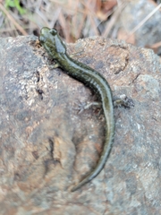 Aneides klamathensis