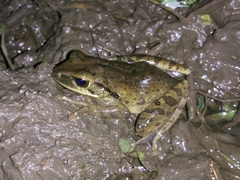 Polypedates leucomystax