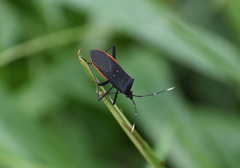 Leptoscelis flaviventris