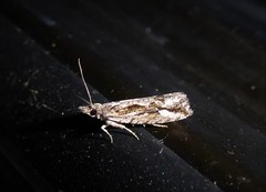 Strepsicrates ejectana