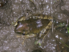 Polypedates leucomystax
