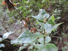 Podanthus ovatifolius