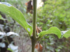Podanthus ovatifolius