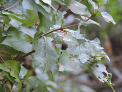 Podanthus ovatifolius
