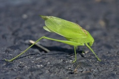 Amblycorypha rotundifolia