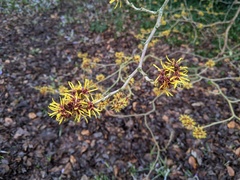Hamamelis mollis