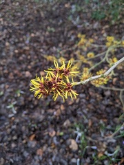 Hamamelis mollis