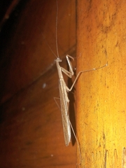 Musoniella