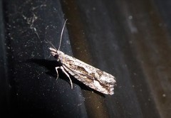 Strepsicrates ejectana