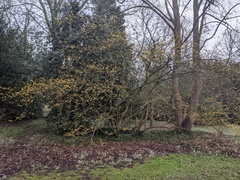 Hamamelis mollis
