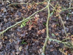 Hamamelis vernalis